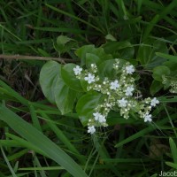 Glossocarya scandens (L.f.) Trimen